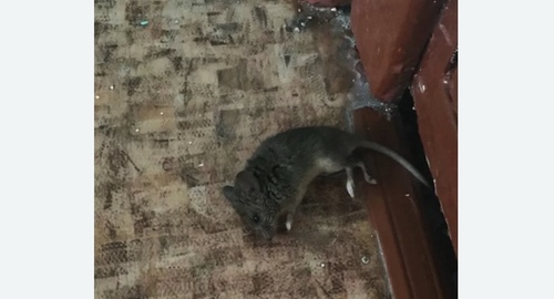 Дезинфекция от мышей в Сухиничах