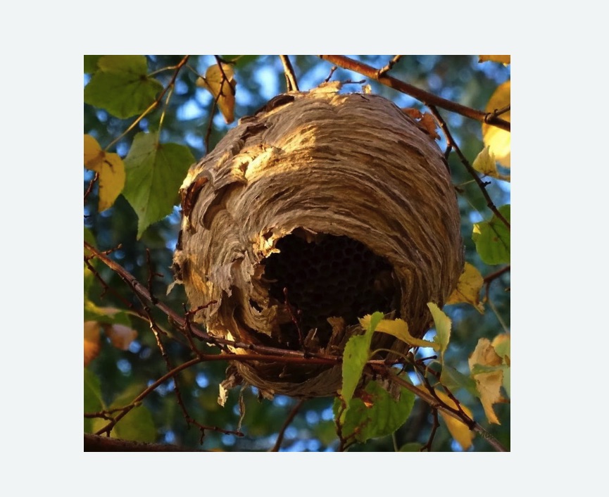 Обработка от шершней в Сухиничах