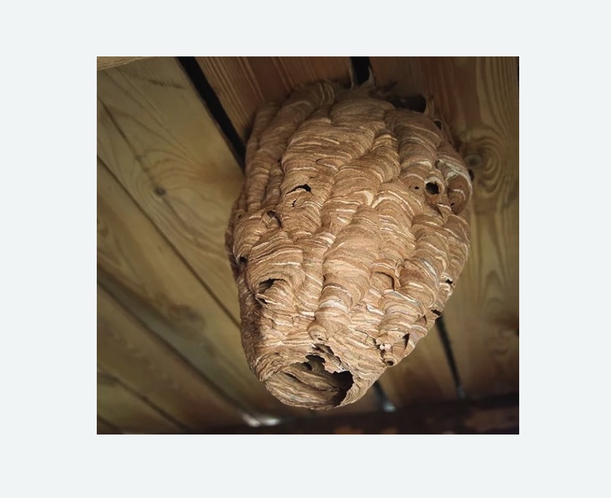 обработка от шершней в Сухиничах