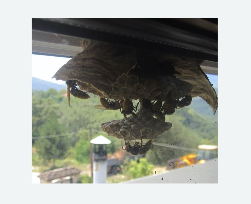 Уничтожение гнёзд шершней в Сухиничах