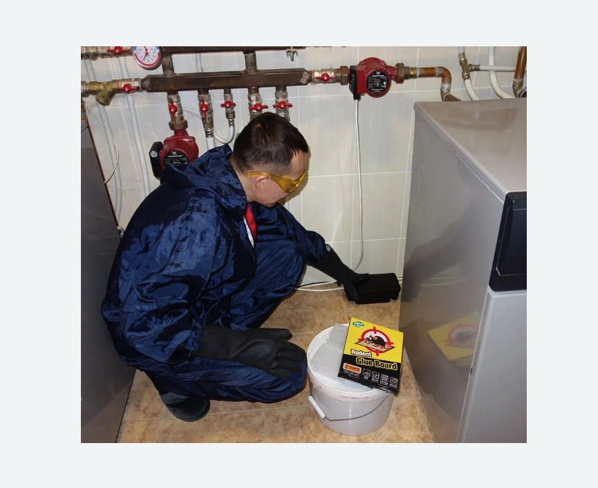 Уничтожение крыс в Сухиничах